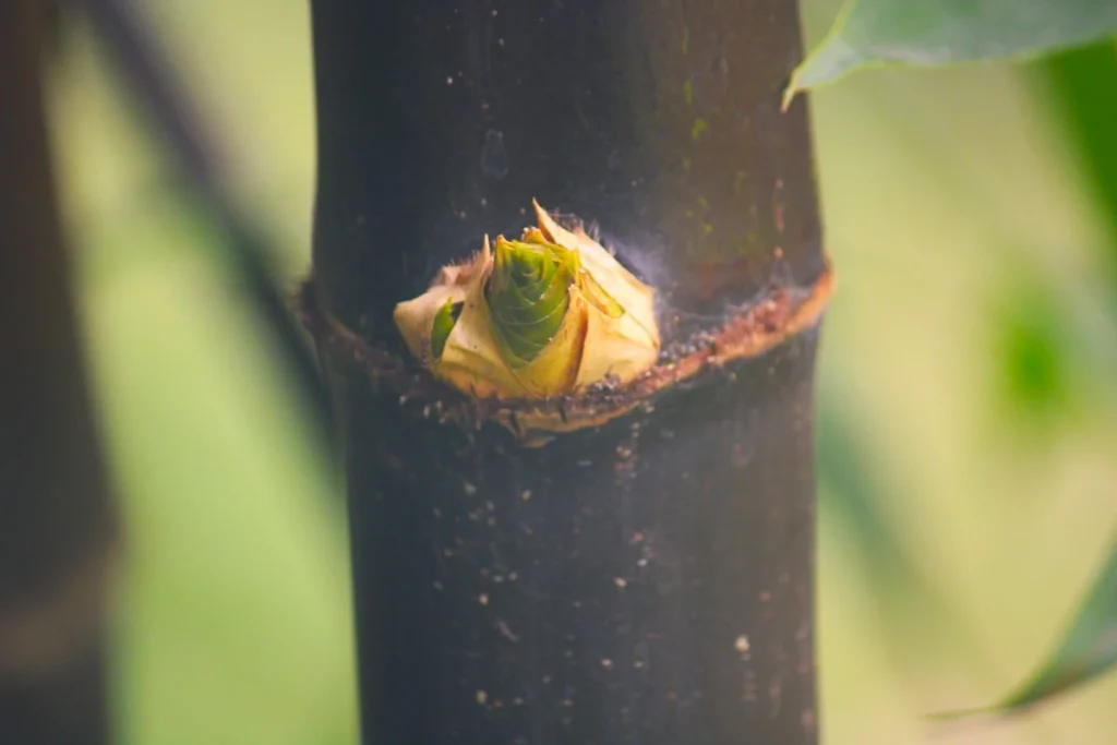 Single new shoot emerging from a single bonsai trunk, shown in close-up