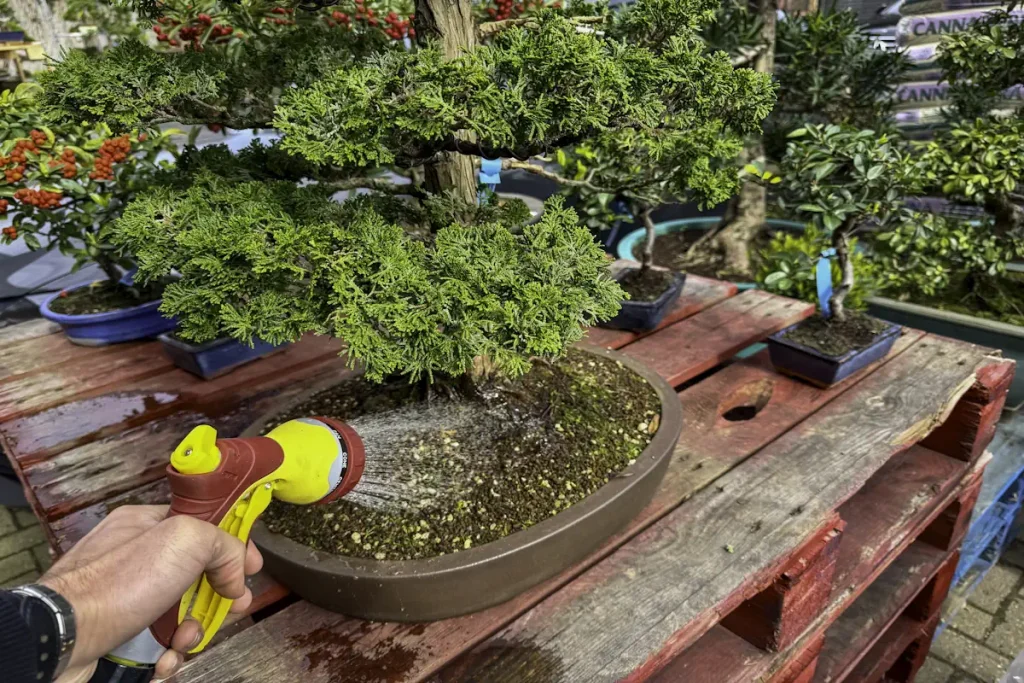 First person angle of watering a juniper bonsai with hose spray lance
