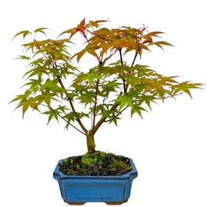 Japanese Deshojo Maple 34cm