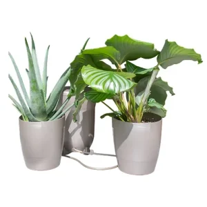 Khloris Watering System Metallic Sage