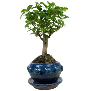 10+ Stunning Mandarin Bonsai Trees for Sale You Can Buy Today