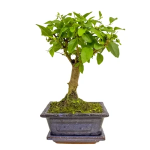 Mandarin Tree Inc Tray 24cm