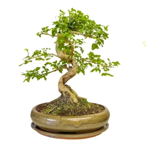 Mandarin Tree Inc Tray 42cm