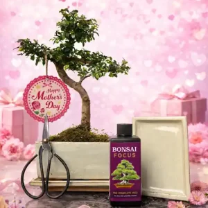 Mother's Day 30cm S-Shaped Chinese Elm Bonsai Kit P15