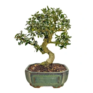Beautiful Olive Tree (Olea sylvestris) 28cm