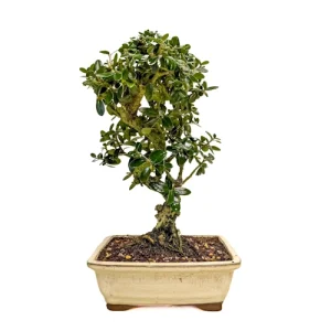 Olive Tree (Olea sylvestris) 31cm