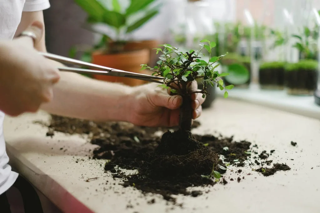 Shohin Chinese elm bonsai mid-repot, one hand holding the trunk while the other snips at the leaves