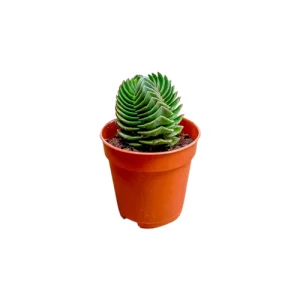 Crassula ‘Buddha’s Temple’ Succulent 10cm