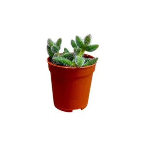 Delosperma echinatum (Pickle Plant) 10cm