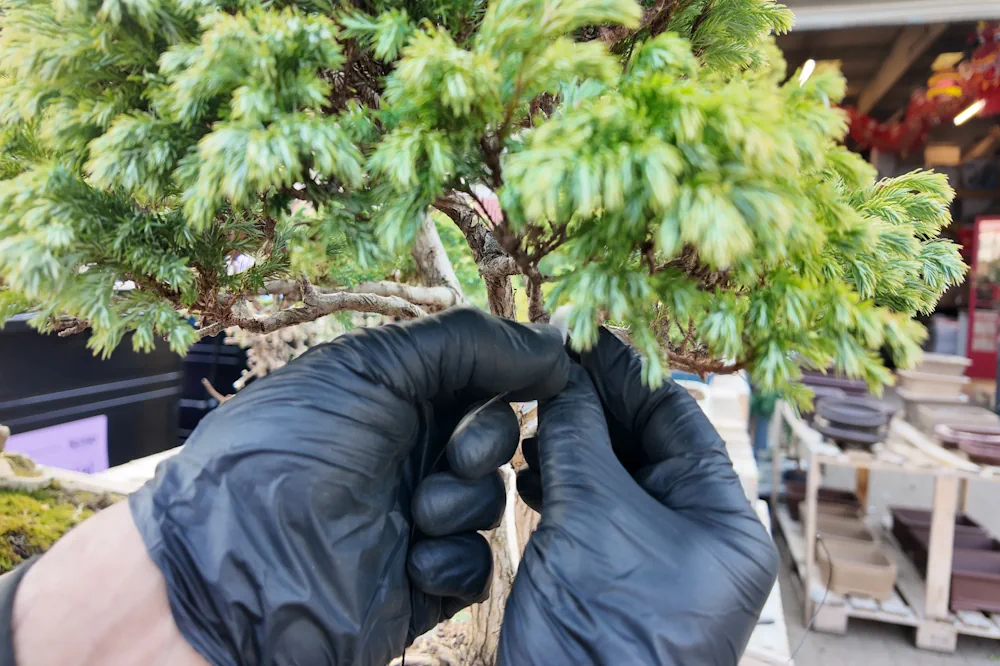 Common Spring Bonsai Mistakes