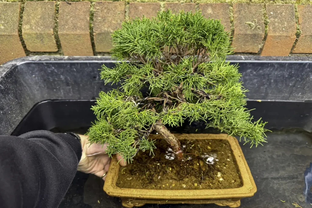 first person of lowering a bonsai tree into a reservoir of water for submersion