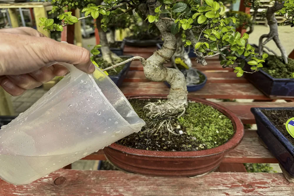 Chinese elm bonsai in profile, receiving watering from a measuring jug poured over the soil