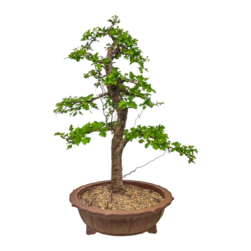 Hawthorn (Crataegus monogyna) 87cm