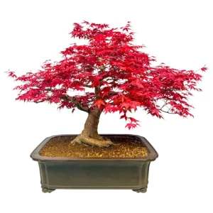 Japanese Maple 'Deshojo' 75cm