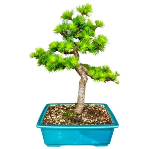 Japanese Larch