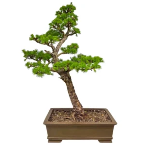 Japanese Larch 92cm