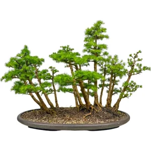 Japanese Larch Forest 69cm
