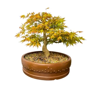 Mountain Maple 49cm