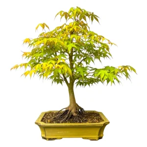 Mountain Maple 56cm