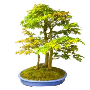 Japanese Maple Forest 80cm