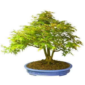 Japanese Maple 79cm