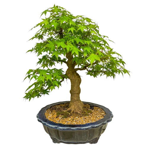 Japanese Maple 64cm