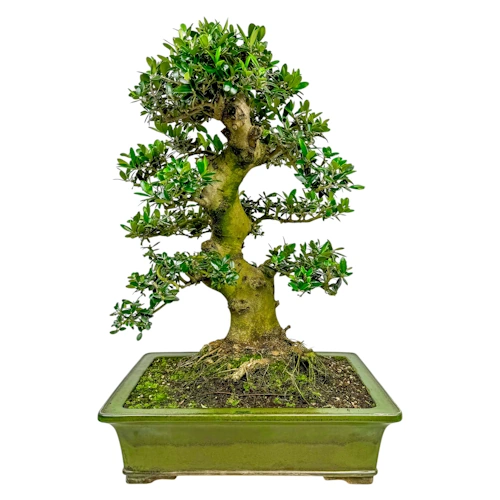 Olive Bonsai Care Guide - Miyagi Bonsai