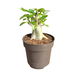 1 Random Boabab 20-25cm