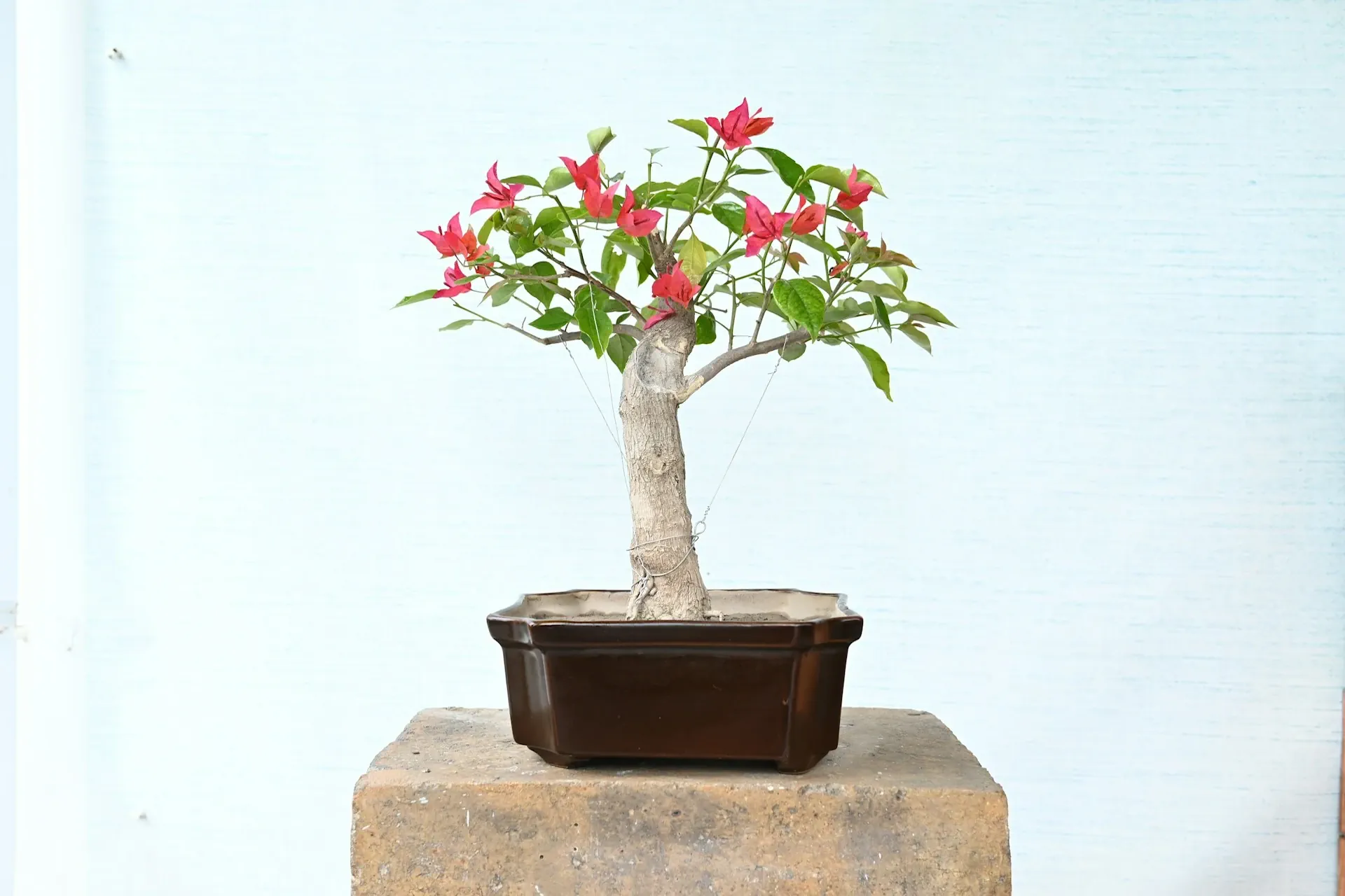 bonsai paint Cascading Bougainvillea Bonsai-Original Oil Painting – Roxy Rich Fine Art main image 0