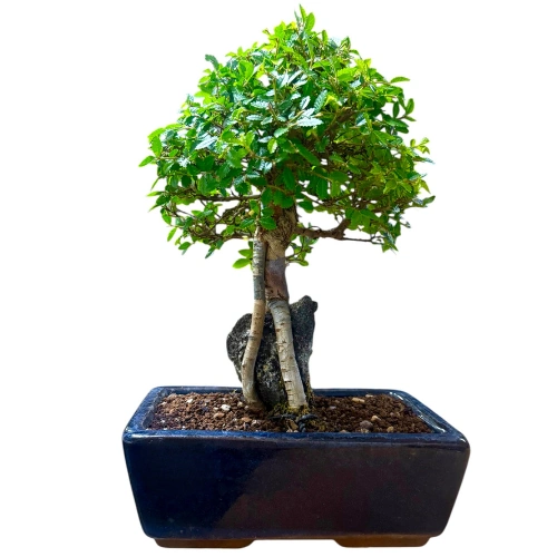 Rock Feature Chinese Elm 30cm