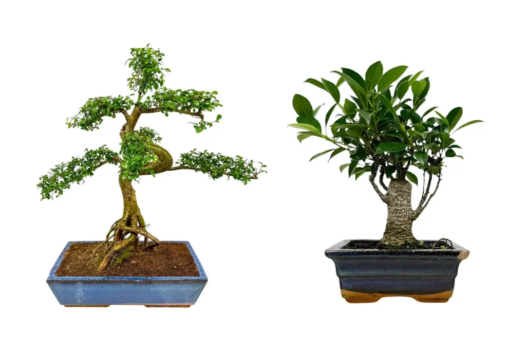 Chinese Elm vs Ficus Bonsai: Best for Beginners in 2026? - Miyagi Bonsai