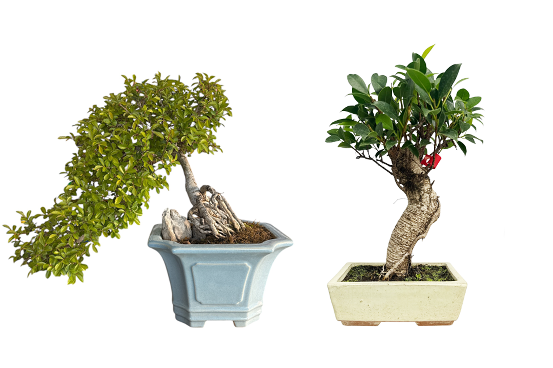 Chinese Elm vs Ficus Bonsai: Best for Beginners in 2026? - Miyagi Bonsai