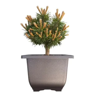 Mugo Pine Bonsai Care Guide