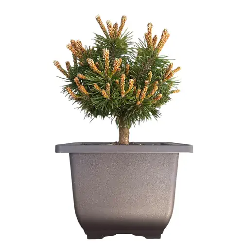 Pinus Mugo 'Flanders Belle' (Mountain Pine) 23cm