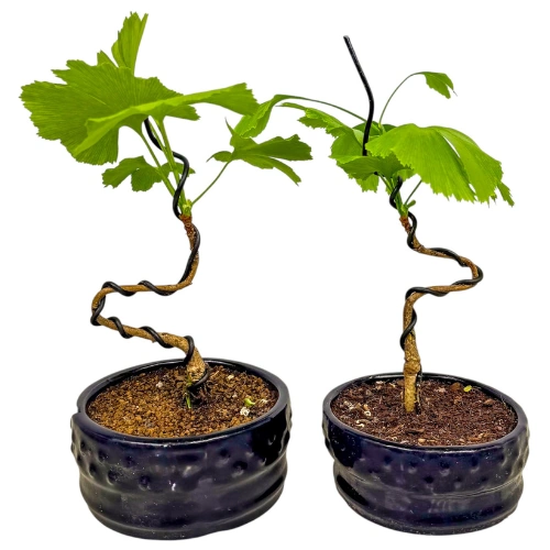 2 Ginkgo Biloba 23cm
