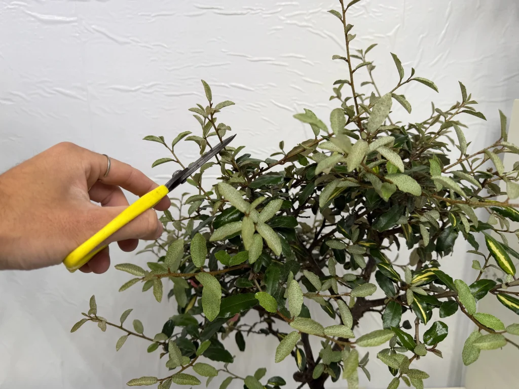 Left hand snipping a long shoot from the foliage using pruning scissors, in close-up