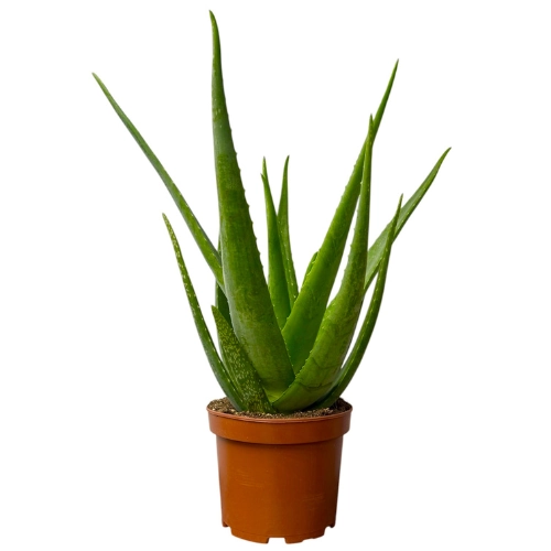 Aloe Vera 59cm