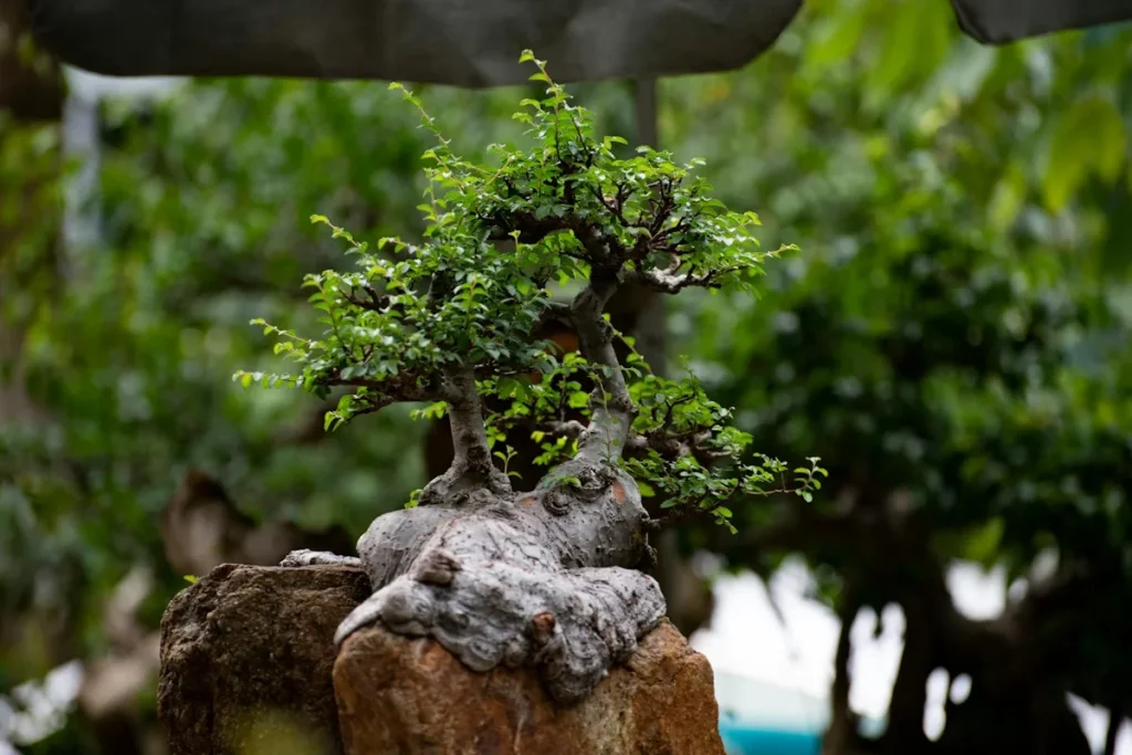 Bonsai root mass growing over stone into a two-trunk bonsai with thick branching