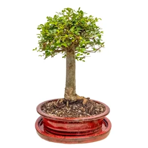 Chinese Elm Inc Tray 36cm