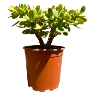 Crassula Ovata (Jade Plant)