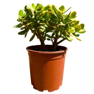 Crassula Ovata (Jade Plant)