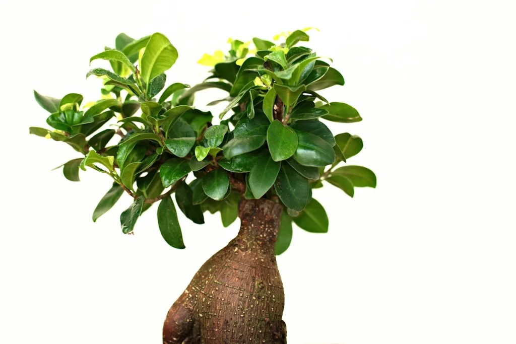 Essential Bonsai Basics That Will Make You a Better Gardener This Year