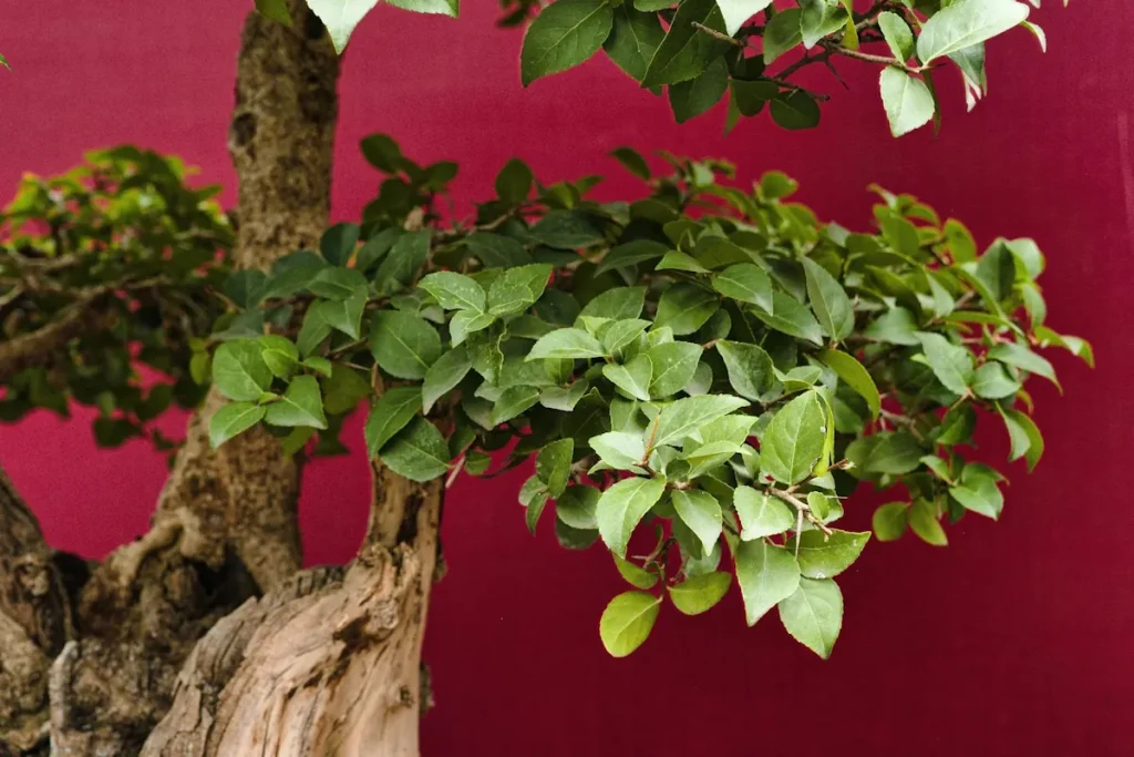 Close-up of lush, heavy ficus foliage with a weathered, grooved background trunk showing jin and nebari