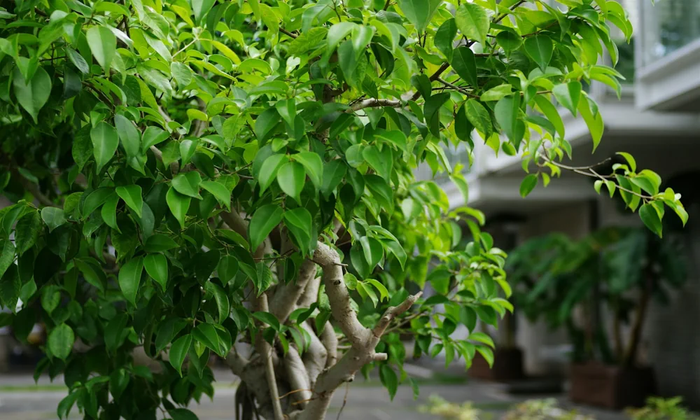 Close-up of ficus bonsai, bright green foliage canopy covering the top of the tree