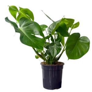 Monstera Deliciosa 70cm
