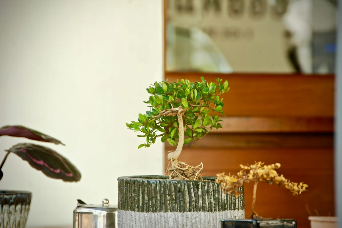 succulent bonsai tree Assorted Succulents Bonsai Tree 6 Inch  Bonsai Gifts Nursery