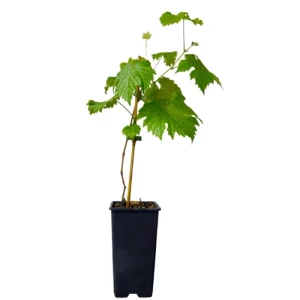 Vitis Vinifera ‘Frankenhaler’ 60cm
