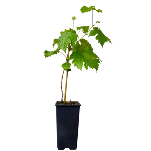 Vitis Vinifera ‘Frankenhaler’ 60cm