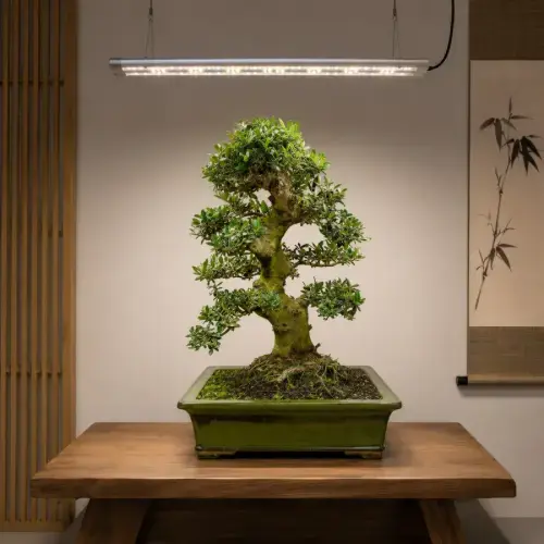 Bonsai Lighting