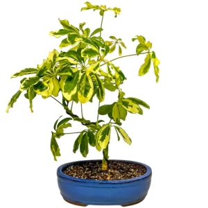 Dwarf Umbrella Tree 40cm